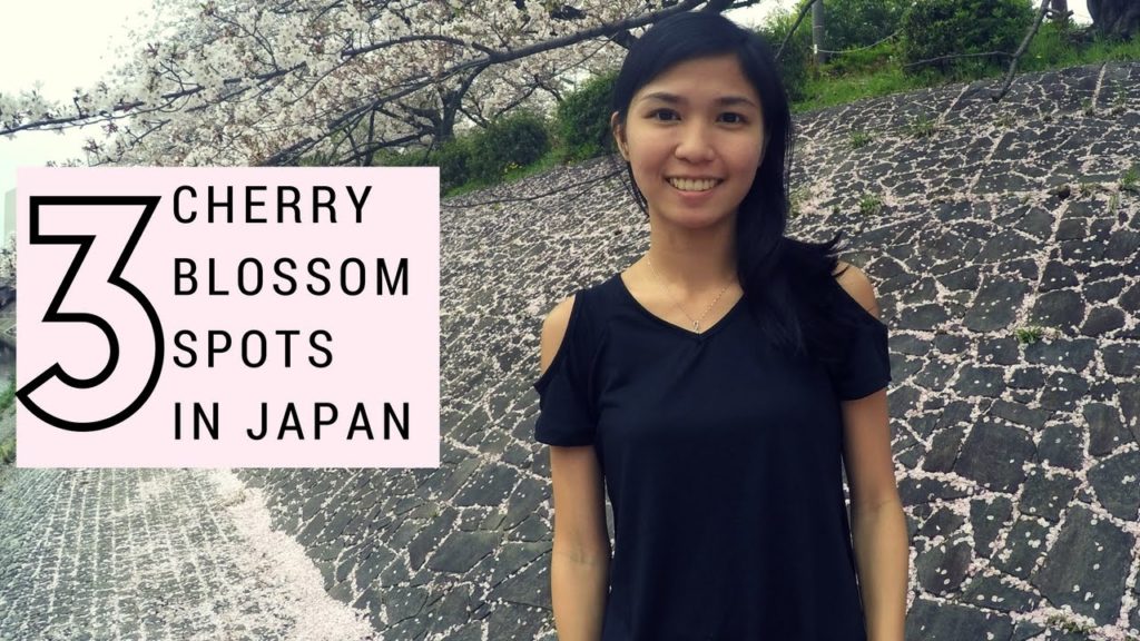 Cherry Blossoms in Japan | NAGOYA, OSAKA, KYOTO