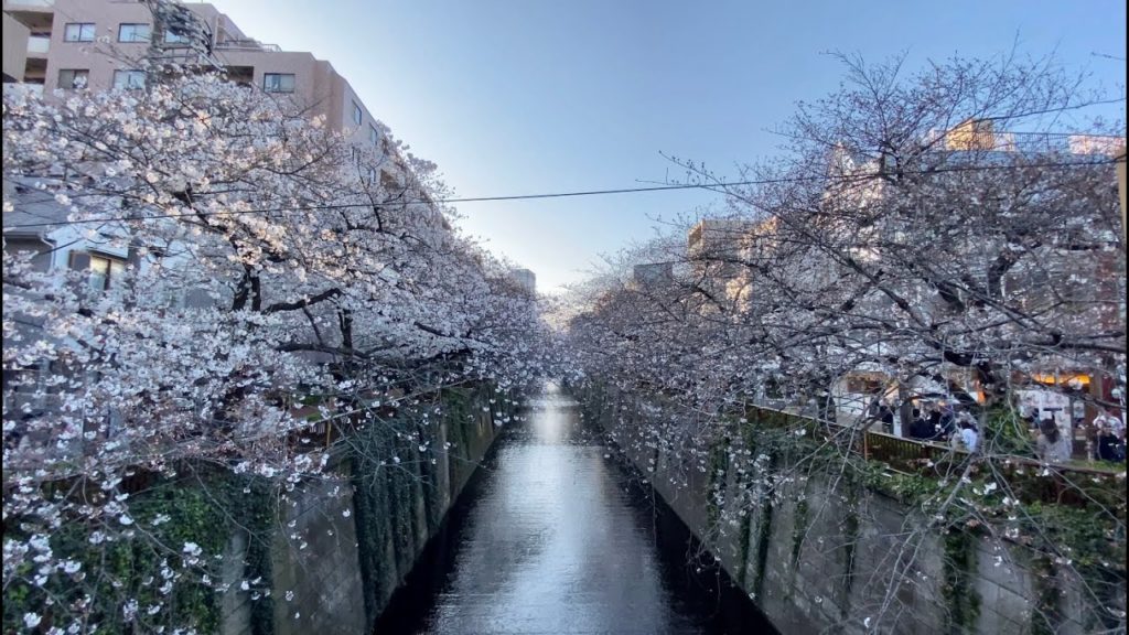 【4K】Walk on Meguro River CherryBlossoms (目黒川の桜) at Tokyo【2020】