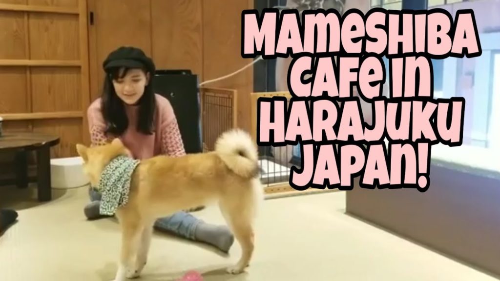 Visiting a MameShiba Cafe in Harajuku Japan!