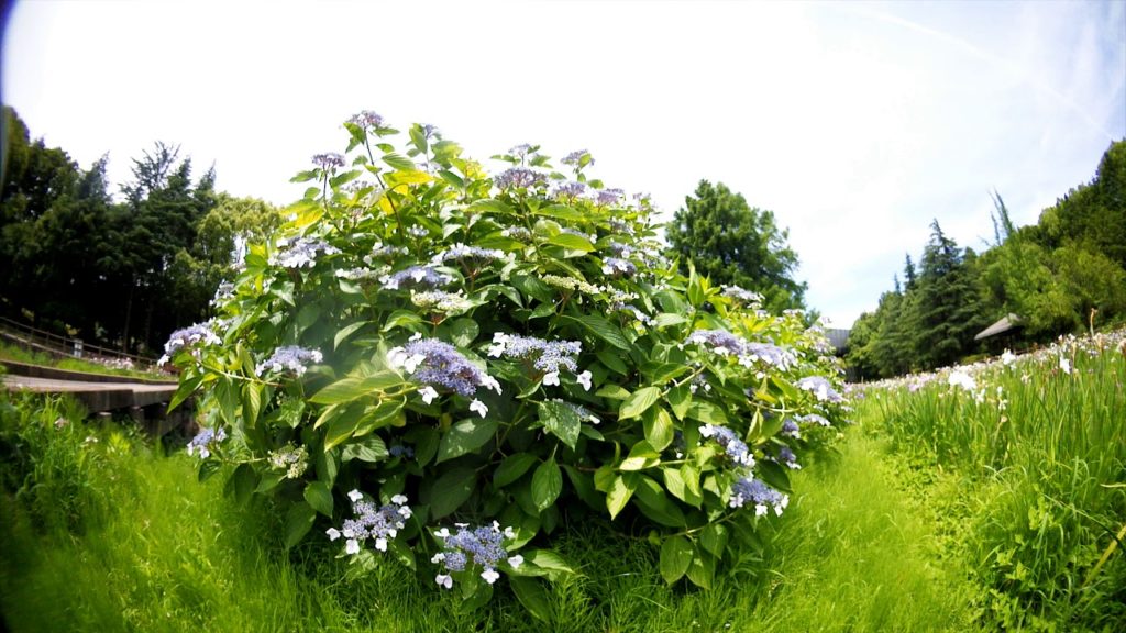 Iris and hydrangea/ Japan /Onlinetrip