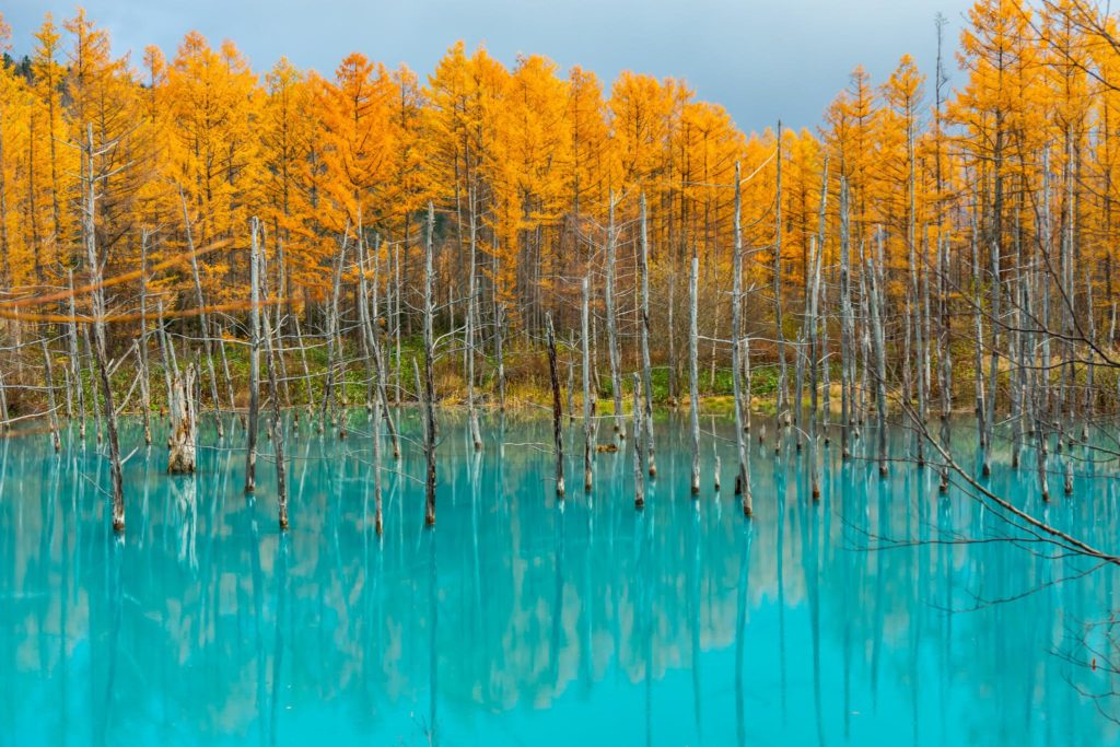 Shirogane Blue Pond, Biei, Hokkaido.