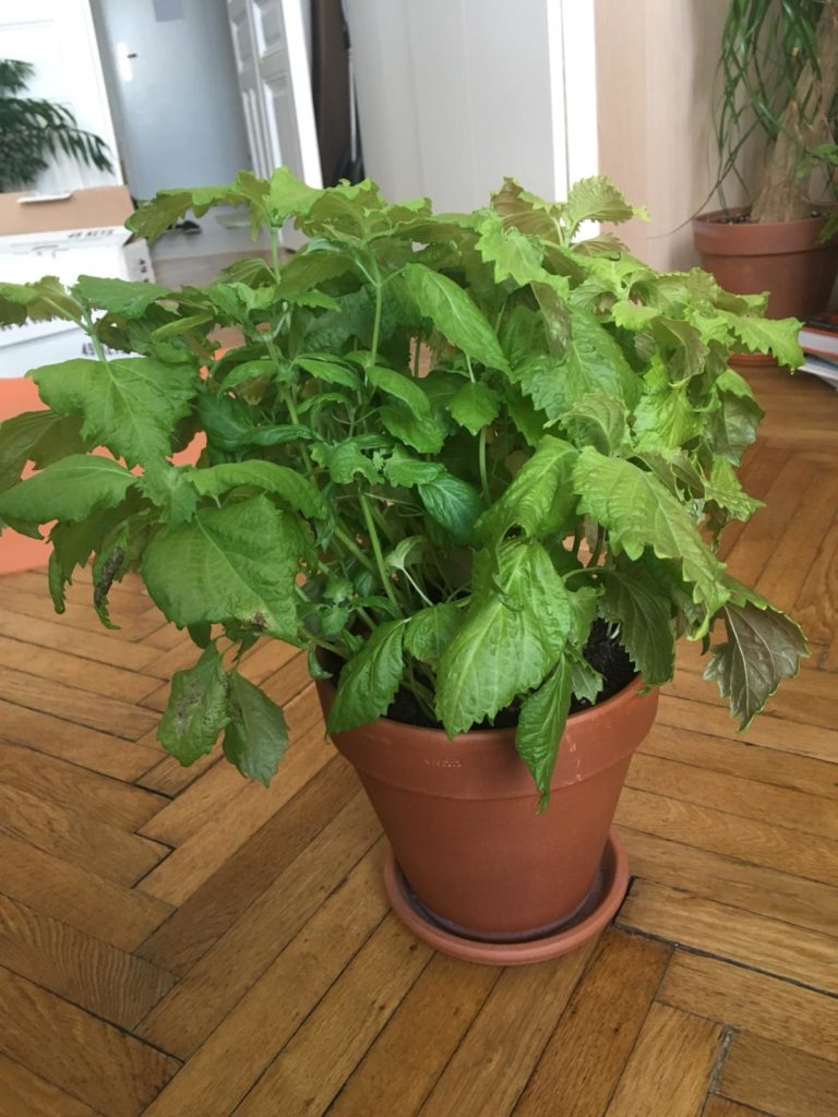 does anyone have an idea what to do with green shiso?