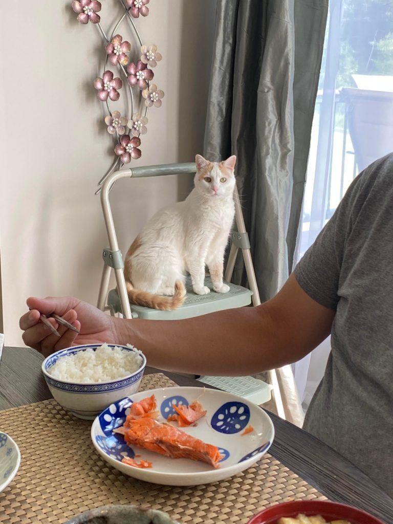 “Is that salmon shioyaki!? I love salmon shioyaki!!”