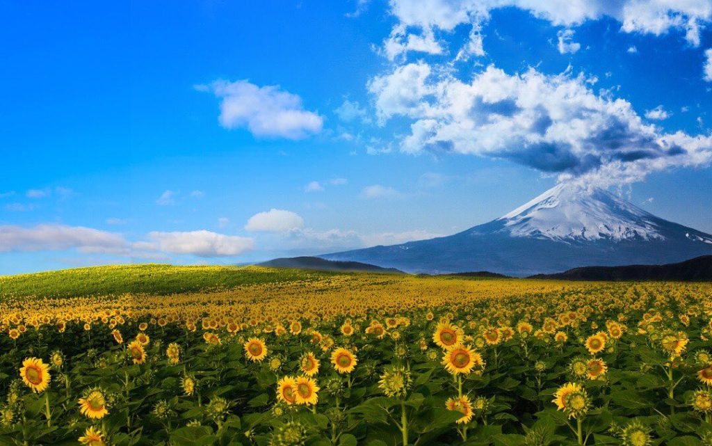 Visit Japan: August in Yamanashi’s Hananomiyako Park means a sea of sunflowers! Visitors to … August in Yamanashi’s Hananomiyako Park means a sea of sunflowers! Visitors to ...