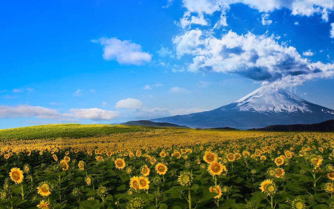 Visit japan august in yamanashi s hananomiyako park means a sea of