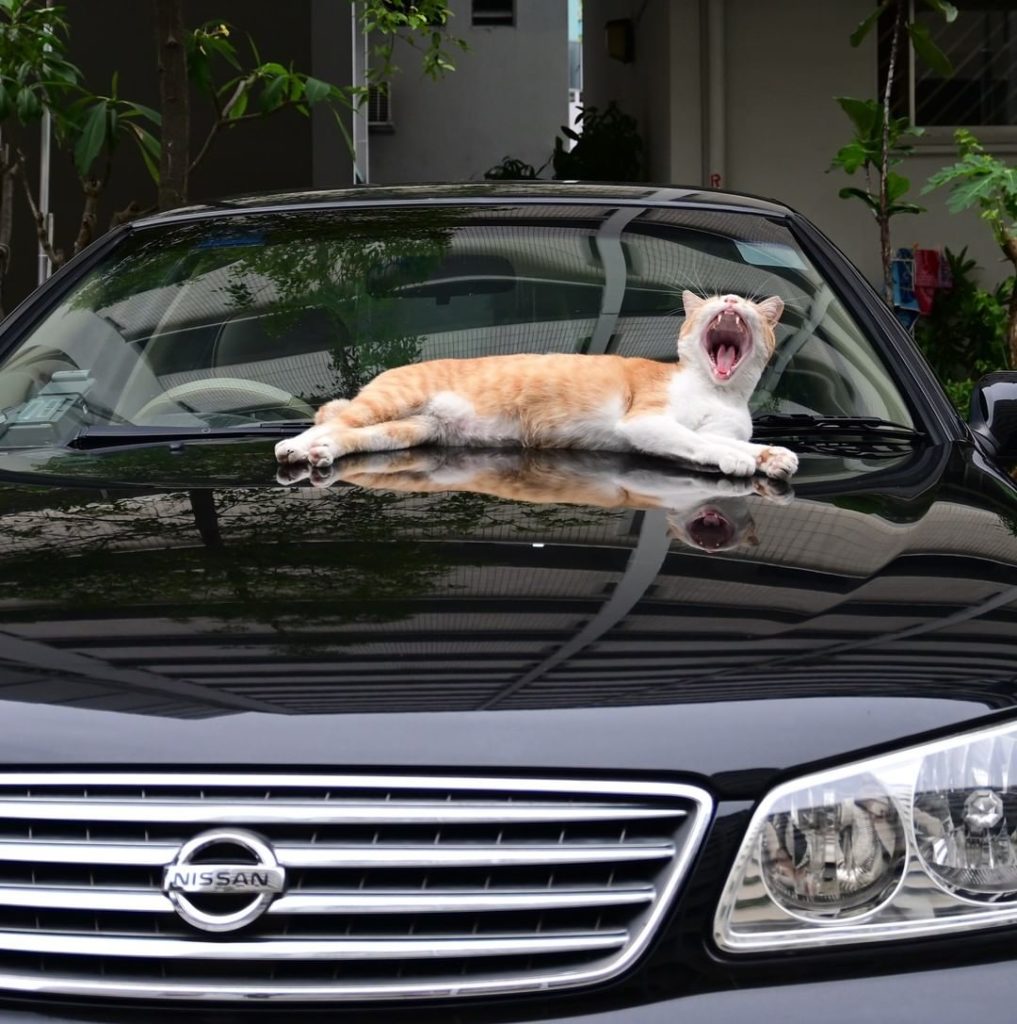Let your inner lion rawr on this #HappyInternationalCatDay  #NissanSentra #Nissa...