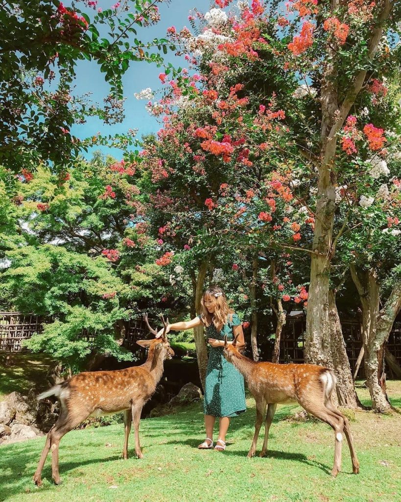 Do you dream of being a Disney princess and making friends with all the animals?...