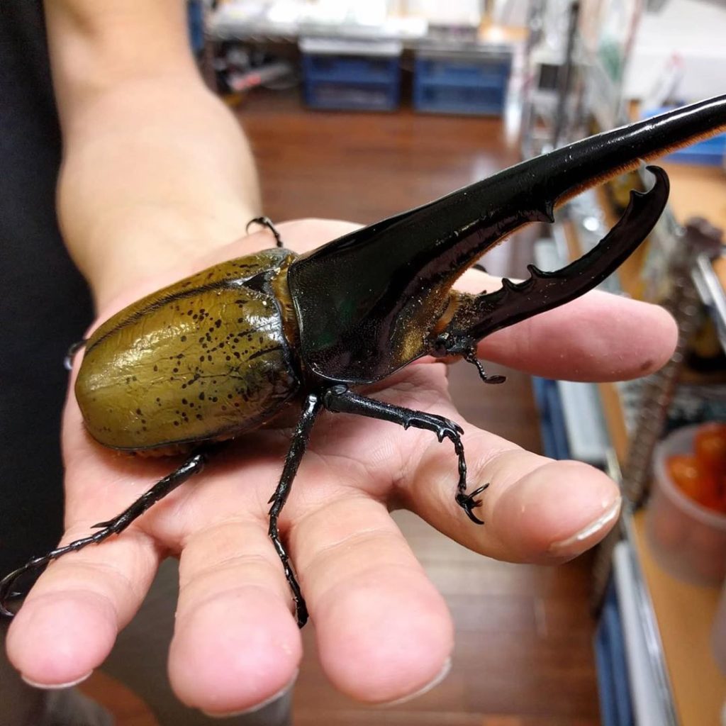 Rhinoceros beetles and stag beetles, respectively known as "kabutomushi" (litera...