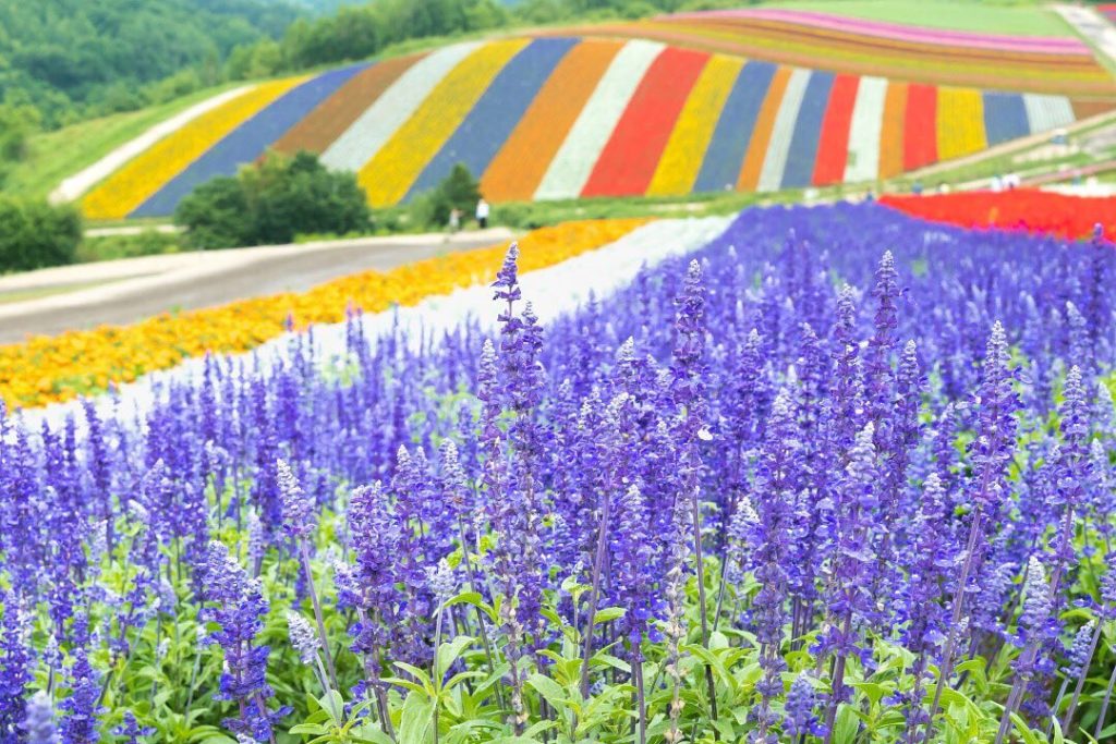 From July to September, the hillsides of Shikisai no Oka in Hokkaido come alive ...