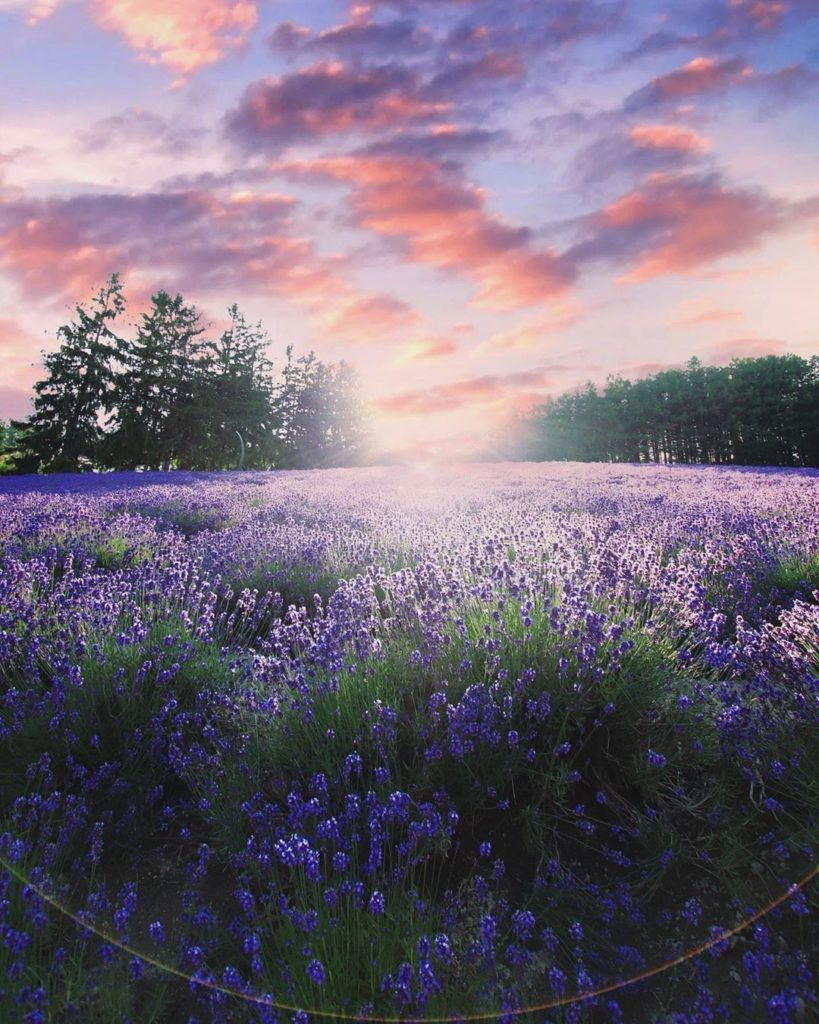 Hokkaido Prefecture is home to some of the most beautiful flower fields in all o...