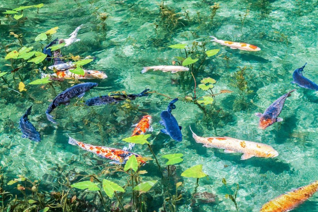 Visit Japan: Gifu prefecture’s quaint Nameless Pond, which locals now lovingly refer to as Mo… Gifu prefecture’s quaint Nameless Pond, which locals now lovingly refer to as Mo...