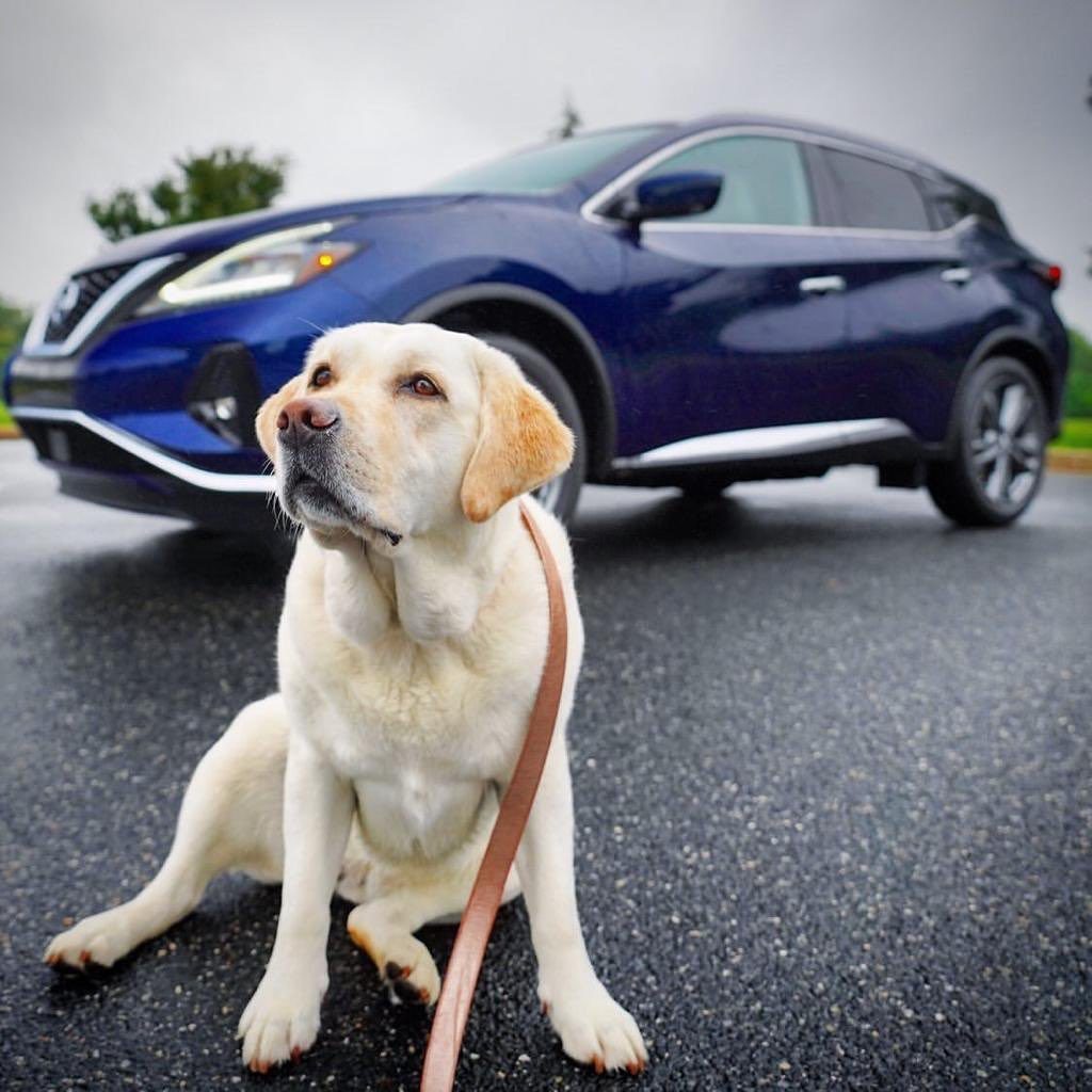 No one loves car rides with the windows down more than man’s best friend. Happy ...