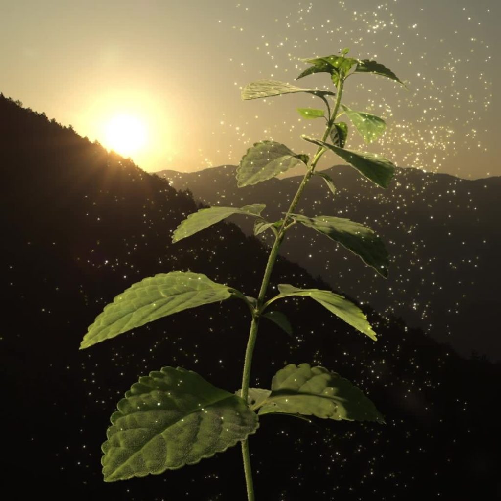 In Japan, Enmei herb is known for its healing powers and legend has it that the ...