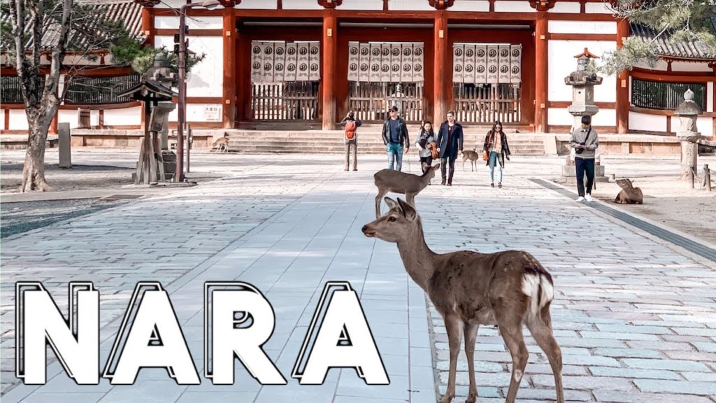Visiting Nara Deer Park – Day trip from OSAKA Visiting Nara Deer Park - Day trip from OSAKA