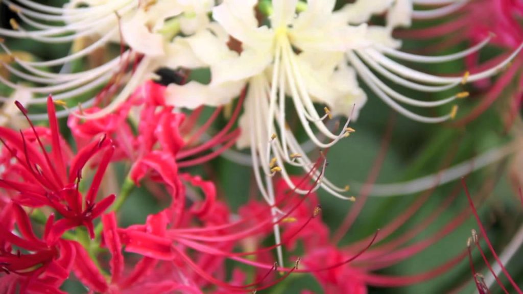 SAITAMA Real  "Autumn Reds" at Gongendo(権現堂 彼岸花), Saitama in Japan SAITAMA Real  "Autumn Reds" at Gongendo(権現堂 彼岸花), Saitama in Japan