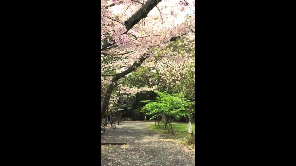 Sakura, Shizuoka, Japan