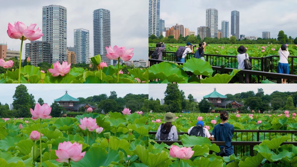 [4K] 都会のオアシス:不忍池の蓮の花:東京上野公園 :Lotus flowers at Shinobazu Pond in Ueno Park,Tokyo