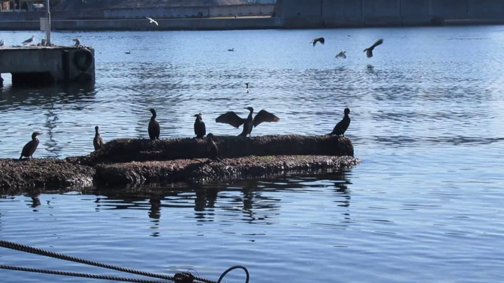神戸市　長田港の風景　on　2017-2-19