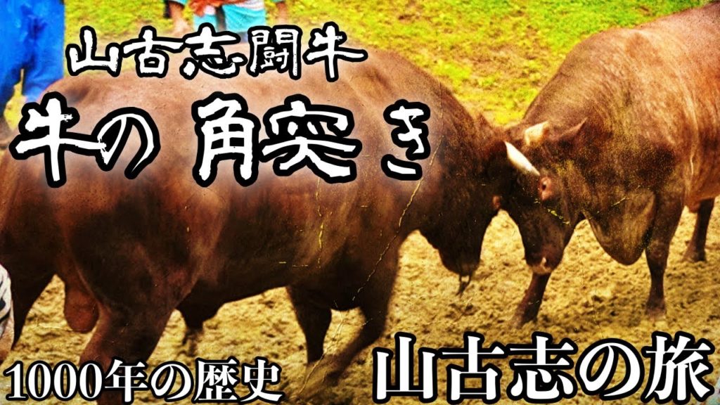 山古志闘牛場【牛の角突き】山古志観光① 山古志の闘牛 ごっつぉ多菜田でかあちゃんの愛情飯 中越地震を乗り越えて2020年 これが新潟だ This is NIIGATA 山古志闘牛場【牛の角突き】山古志観光① 山古志の闘牛 ごっつぉ多菜田でかあちゃんの愛情飯 中越地震を乗り越えて2020年 これが新潟だ This is NIIGATA