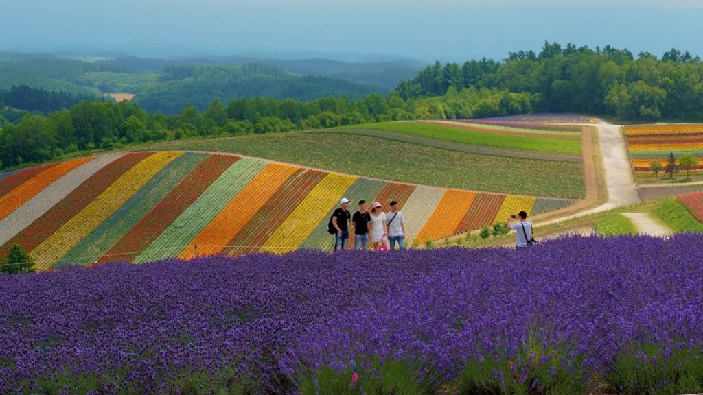 HOKKAIDO. Shikisai-No-Oka 2020. #4K #四季彩の丘