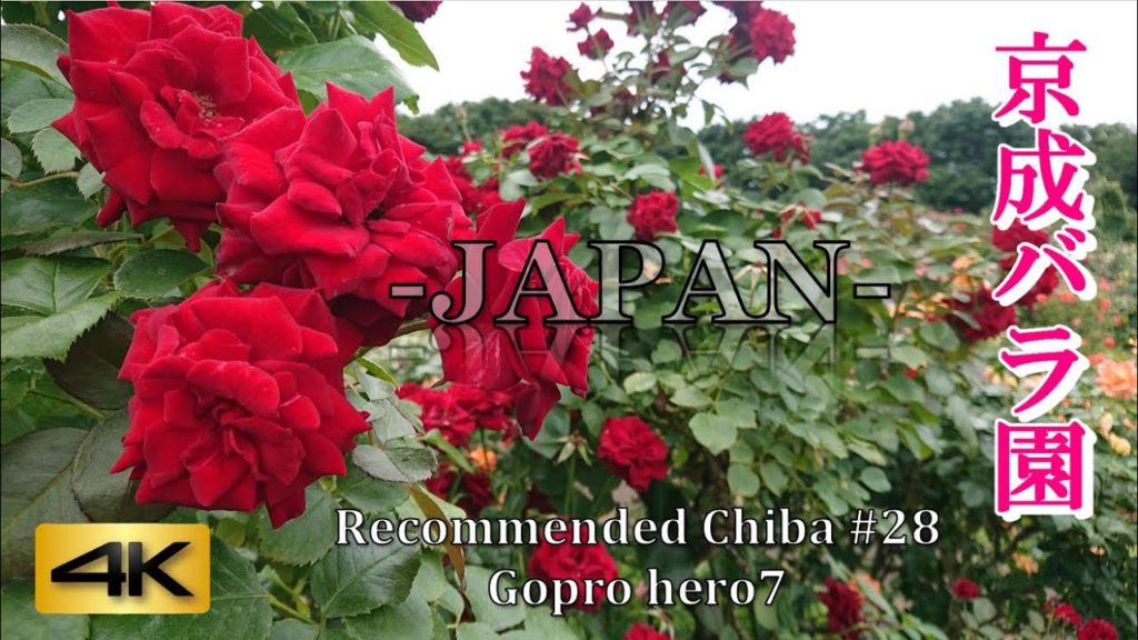 4K 60fps Japan| Great Rose Garden|京成バラ園|Yachiyo City in Chiba|Japan Tourist Spots|