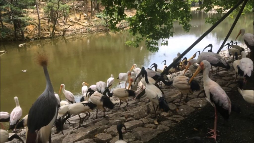 Things to do in Okinawa #4: Neo Bird Park ネオパーク 沖縄