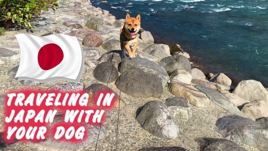 What's it like traveling in Japan with your dog? Day 1 / Staying in a hot spring town
