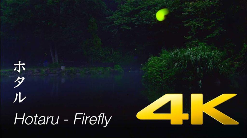 Hotaru / Firefly - Tochigi - ホタル