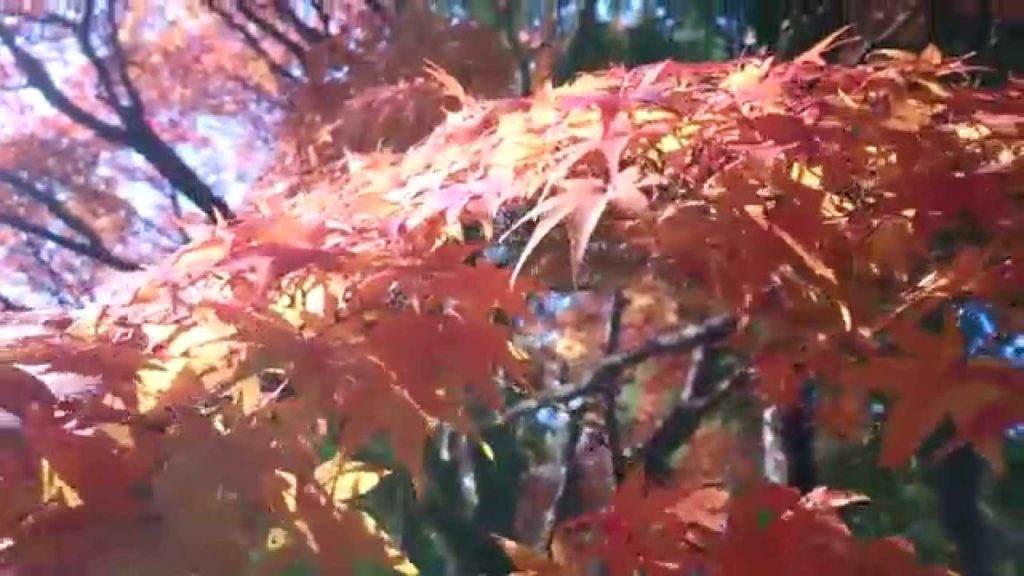 Unzen City, Nagasaki JAPAN : Golden Momiji – Maple Trees in Chijiwa Unzen City, Nagasaki JAPAN : Golden Momiji - Maple Trees in Chijiwa