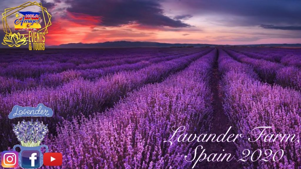 LAVENDER FARM, SPAIN TOUR 2020 | CINEMATIC VIDEO