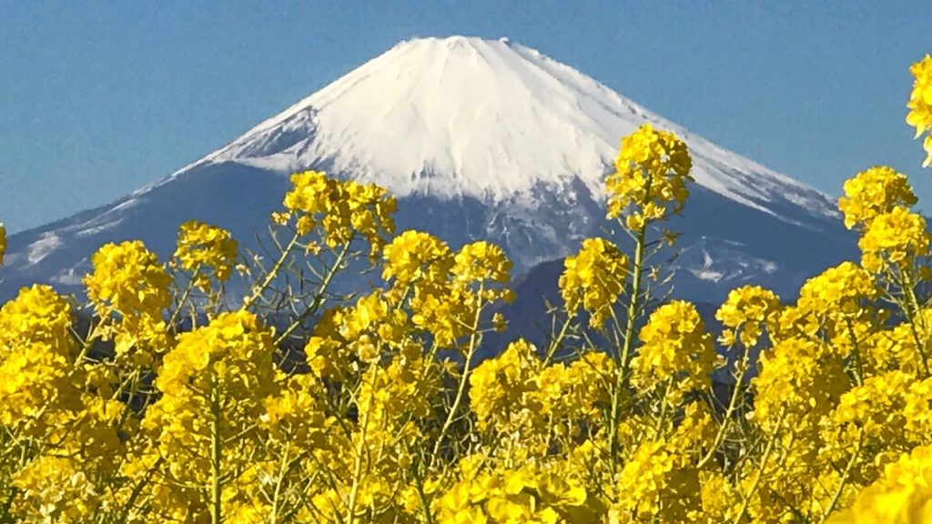 Mount Fuji & canola flowers in Japan. 二宮の吾妻山公園で菜の花&富士山 Mount Fuji & canola flowers in Japan. 二宮の吾妻山公園で菜の花&富士山
