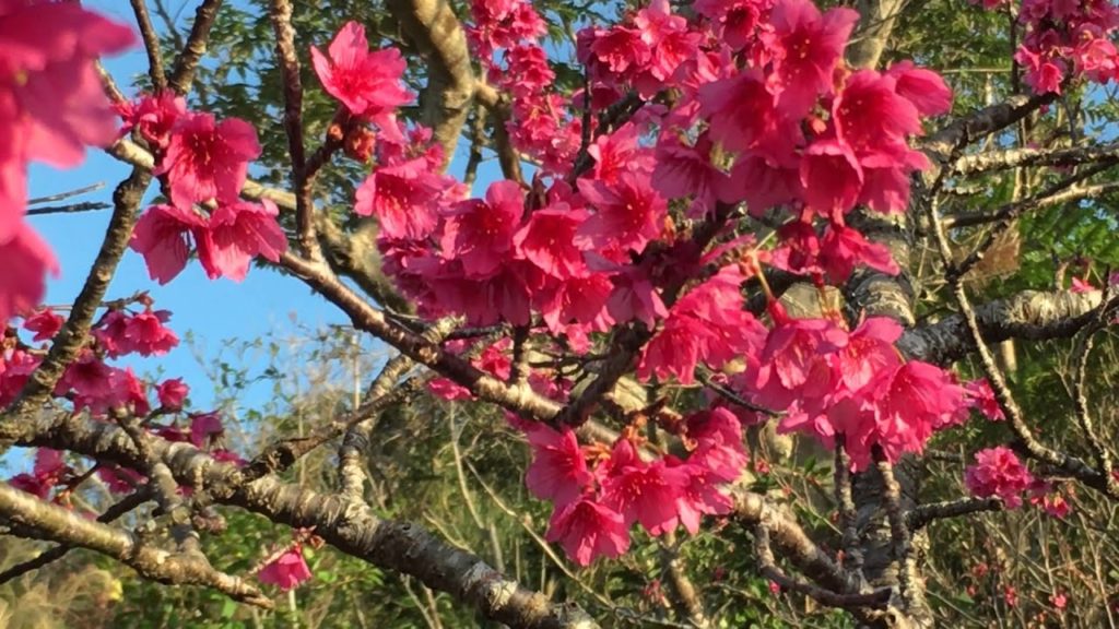 CherryBlossomFestival in Japan Okinawa Motobu town MtYaedake