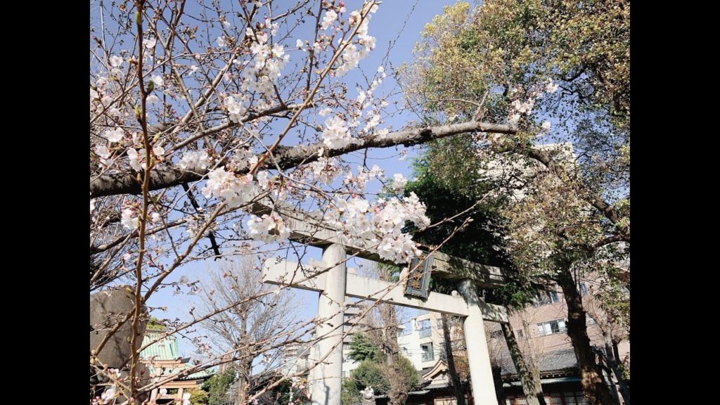 【SAVOR JAPAN】Cherry blossoms in Asakusa