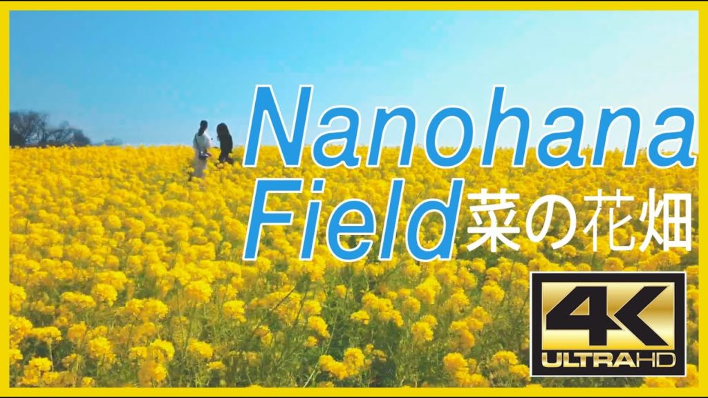 [Japan 4K] 🎧花見BGM Nanohana Field mustard /Canola Flower ·Walking Tour (菜の花畑)  ASMR＋Relax Music 春よ、来い