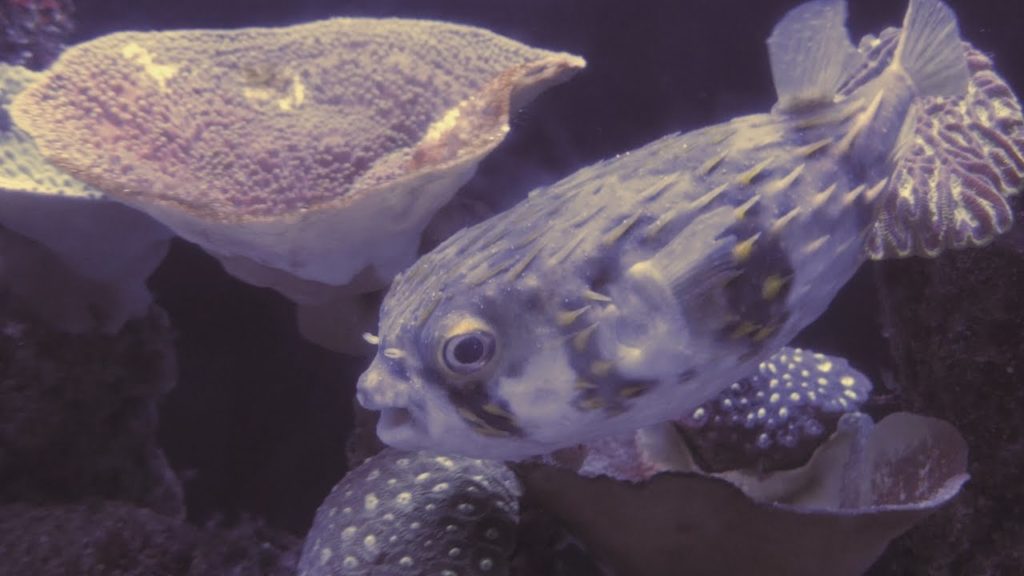 Aquarium Hillarys AQWA Indian Ocean Perth Underwater Adventure Part 5 Western Australia