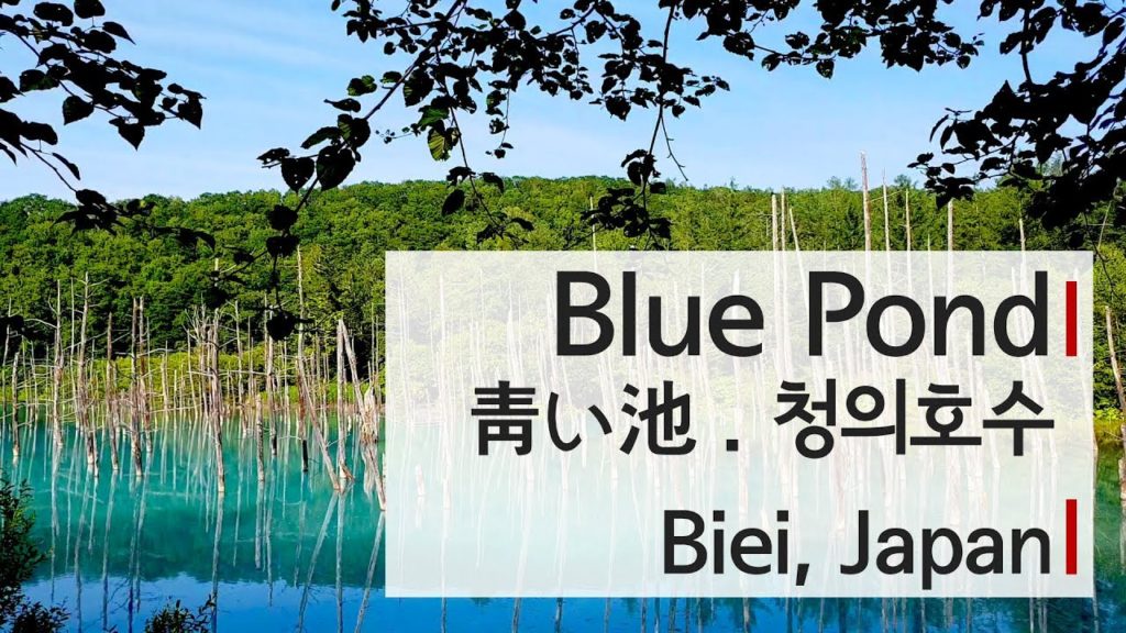 Walking into the Blue Pond in Biei, Hokkaido, Japan