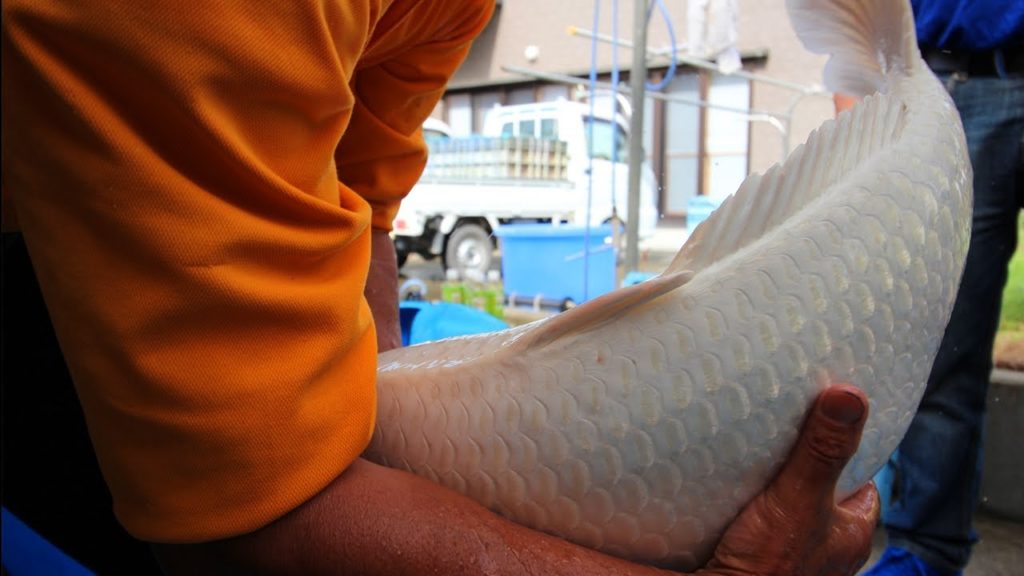 THE HEART OF NISHIKIGOI: BUYING A JUMBO PLATINUM OGON KOI DAY 2 THE HEART OF NISHIKIGOI: BUYING A JUMBO PLATINUM OGON KOI DAY 2