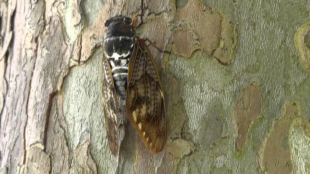Cicadia (Cicada) in Japan by Philosopher's Pathway in Kyoto Cicadia (Cicada) in Japan by Philosopher's Pathway in Kyoto