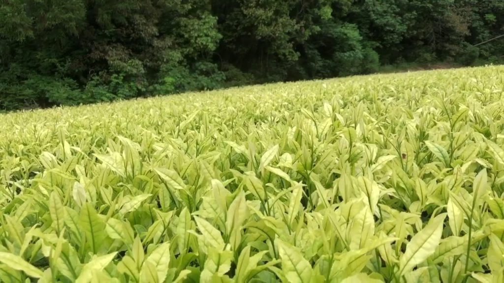 The White Tea Fields of Takaki san in Yame (Fukuoka)