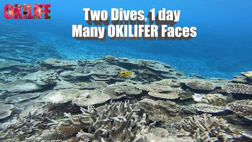 Two Dive Day in Okinawa Japan / 沖縄ダイビング