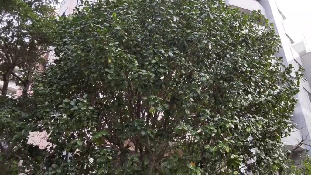 Sound of Summer in Japan (蝉 / Cicada)