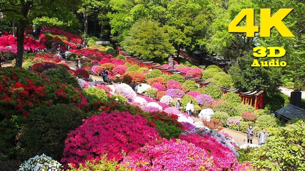 TOKYO.| 文京つつじ祭り.| Bunkyo Azalea Festival 2018. #4K #根津神社 TOKYO.| 文京つつじ祭り.| Bunkyo Azalea Festival 2018. #4K #根津神社
