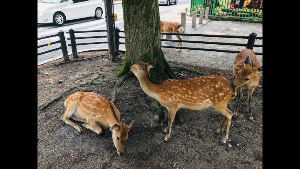 【Nara Travel】Japan Travel to Nara 2017 Summer