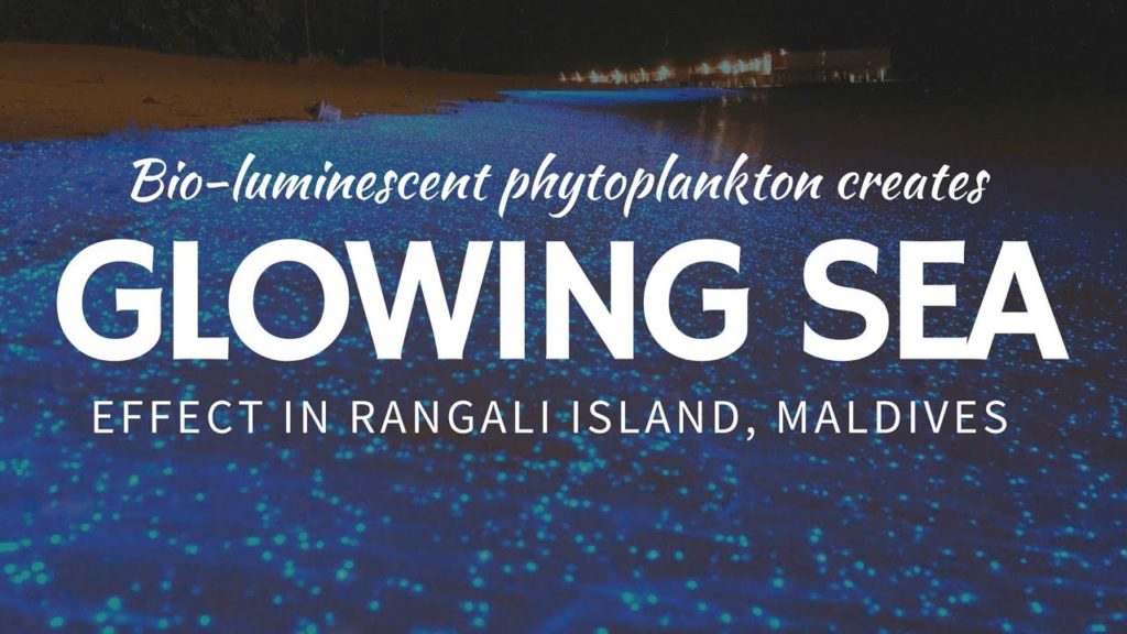 Glowing water & beaches: BLUE bioluminescence at Maldive Islands
