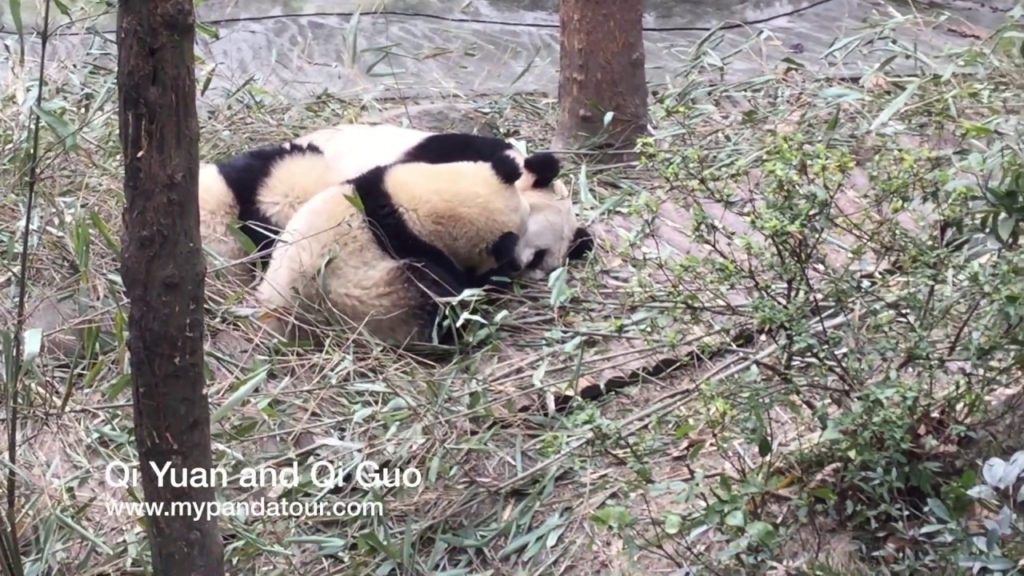 Giant Panda Breast Feeding Qi Yuan and Qi Guo