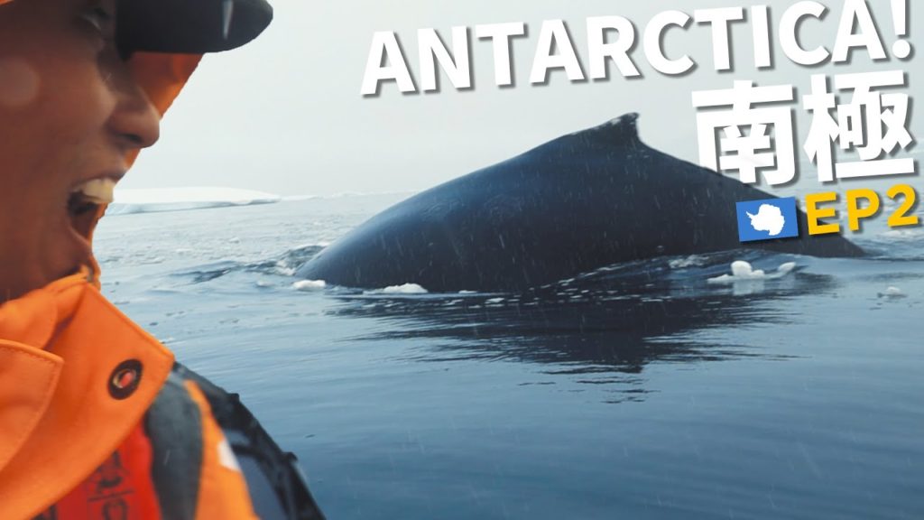我被南極鯨魚包圍!! 🐋 A very ANTARCTICA morning! (片尾有彩蛋) | 88日中南美EP23