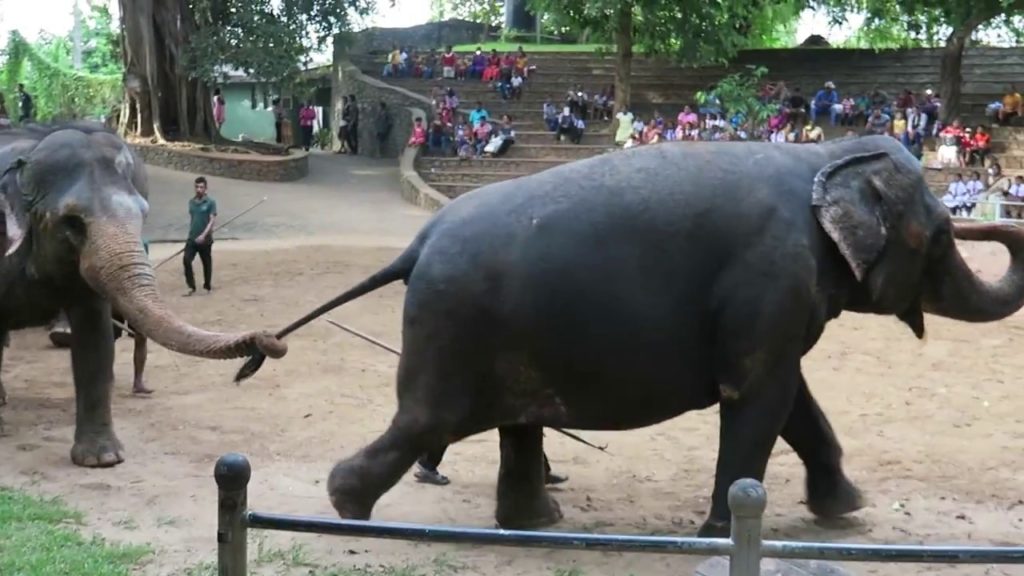 Elephant zoo in Colombo, Sri Lanka