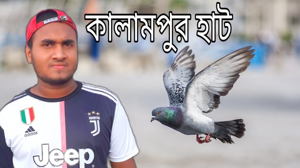 কালামপুর হাট যে এত বড় আগে জানতাম না | কালামপুর হাট থেকে কবুতর কিনুন | kobutor haat | ফামানছুর | fama কালামপুর হাট যে এত বড় আগে জানতাম না | কালামপুর হাট থেকে কবুতর কিনুন | kobutor haat | ফামানছুর | fama