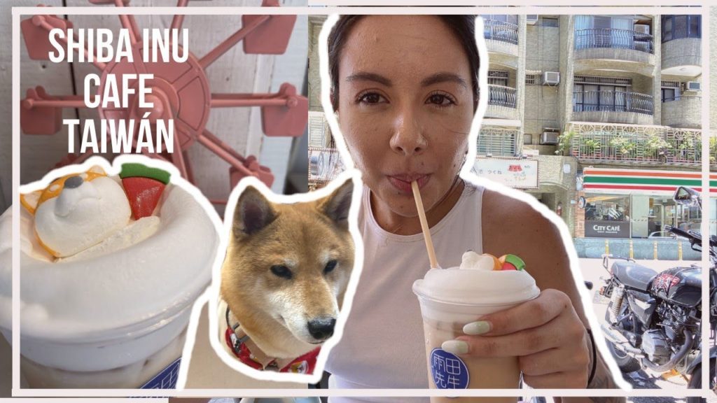 Shiba Café Taiwán | Visité un café con tema de Shiba Inu | Mr. R Drinks Taipei Shiba Café Taiwán | Visité un café con tema de Shiba Inu | Mr. R Drinks Taipei