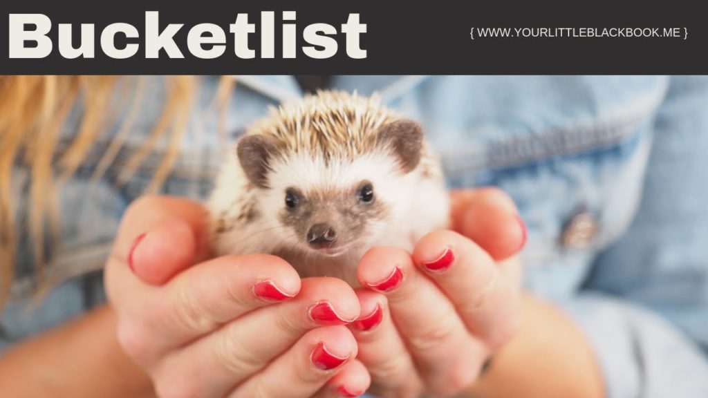 Harry Hedgehog Cafe Tokyo // Bucket List // Your Little Black Book